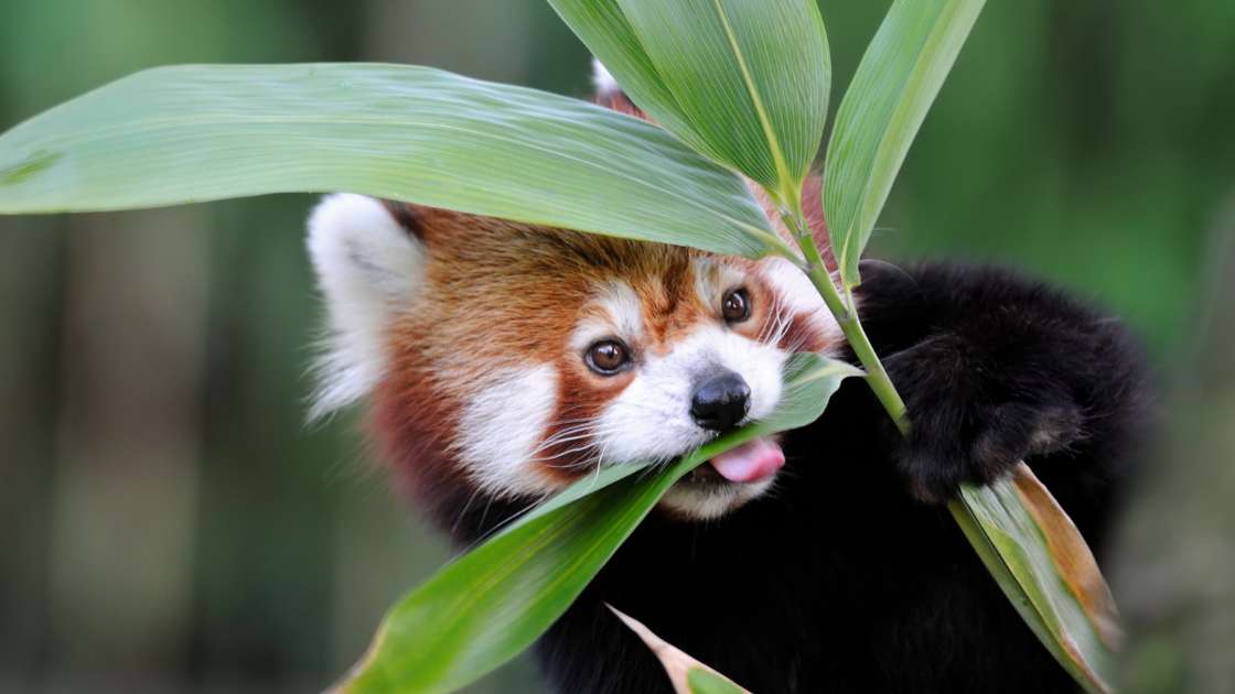 A red panda is eating from a leaf.
