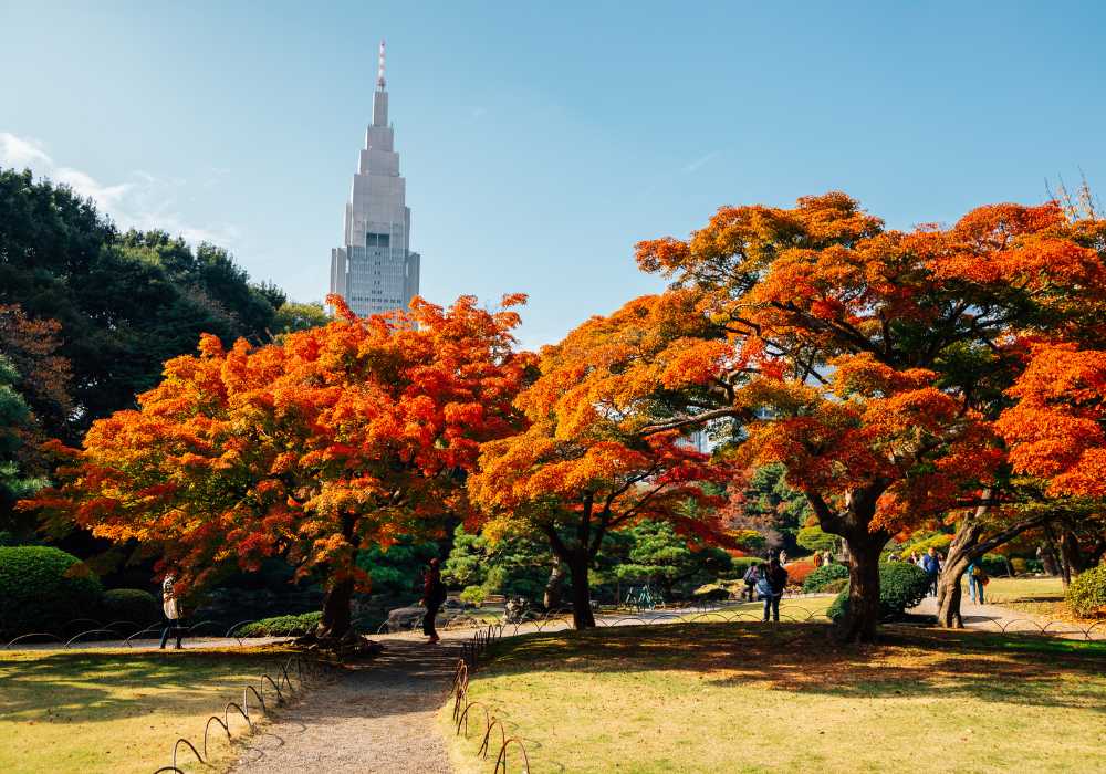 A park with trees and a steeple in the background.