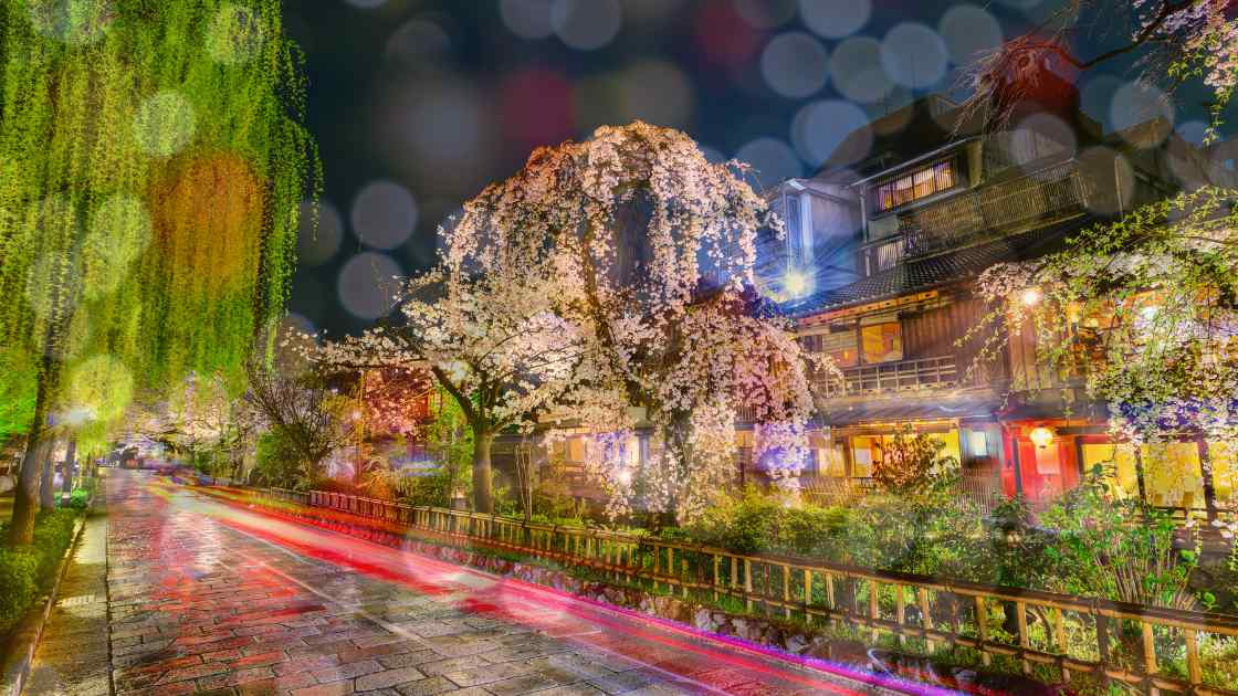 Rainy night view of a picturesque street lined with cherry blossoms and traditional buildings, illuminated by streetlights, with reflections on the wet surface.