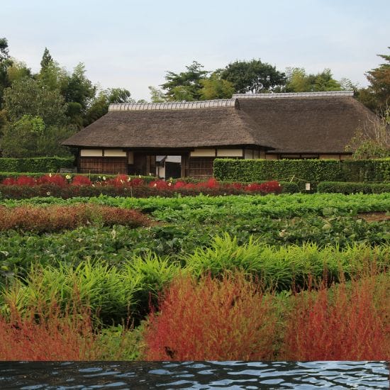 Thatched-roof building surrounded by lush greenery, red foliage in the foreground, and clear sky in the background.