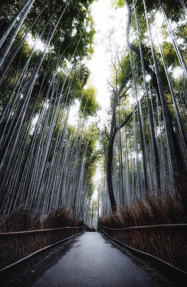 Shinrin-Yoku Forest Bathing Walks